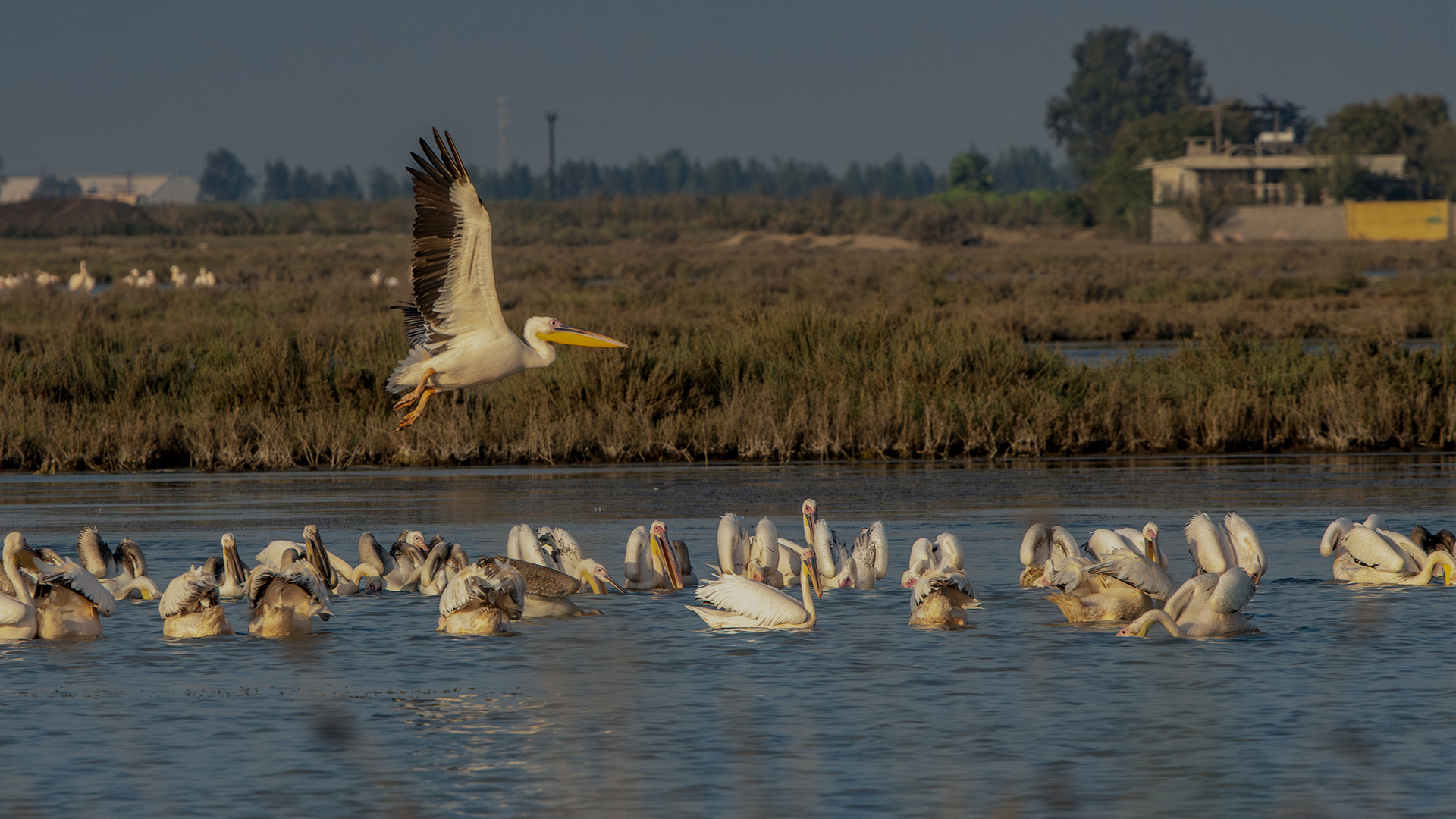 Great White Pelican